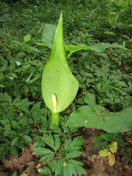 Arum italicum